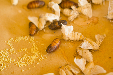 The silkworm moth is breeding. thailandの写真素材
