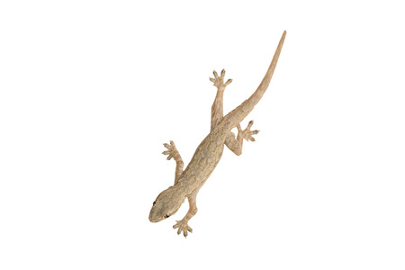 Thailand Little Lizardの写真素材