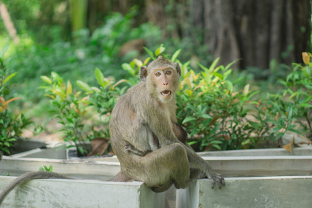 Take a picture of monkeys near you.の写真素材