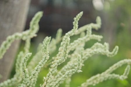 grass close up, thailand