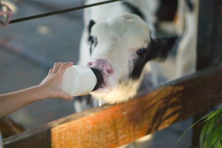 The calf is eating milk.の写真素材