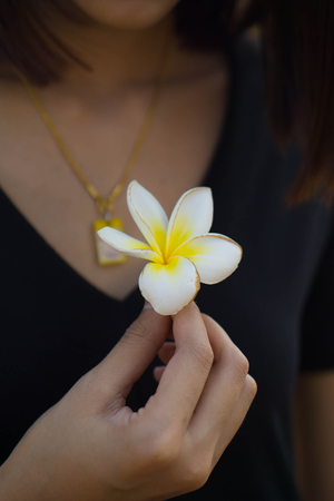 Hold plumeria flowers withered.の写真素材
