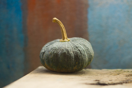 Green pumpkin in the farm During the harvest seasonの写真素材
