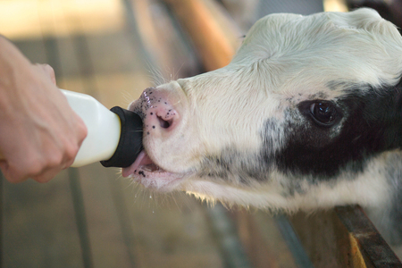 The calf is eating milk.の写真素材