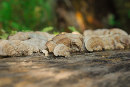 Close-up Mushroom on the tree