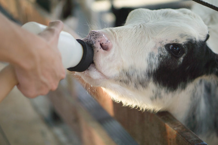 The calf is eating milk.の写真素材