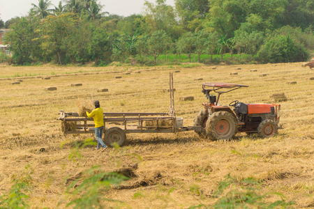 Farmers are working in Thailand.の写真素材