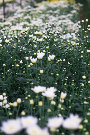 Chrysanthemum in the garden.の写真素材