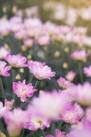 Chrysanthemum in the garden.の写真素材