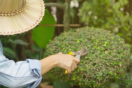 Women are cutting branches.の写真素材