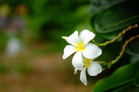 Frangipani or Plumeria Flowerの写真素材