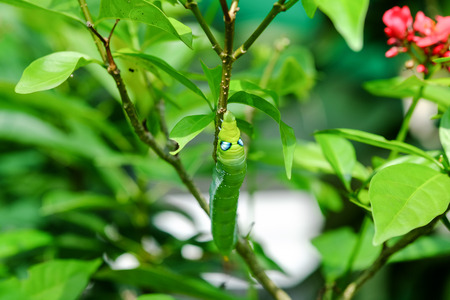 Green wormの写真素材
