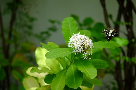 Rubiaceae Flower and Butterflyの写真素材