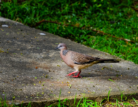 Dove on the floorの写真素材