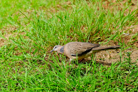 Dove on the grassの写真素材