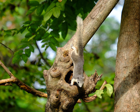Squirrel close upの写真素材