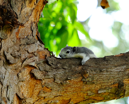 Squirrelの写真素材