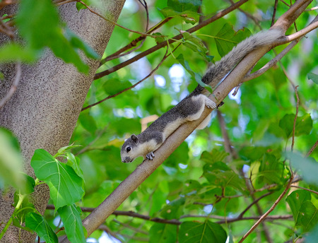 Squirrelの写真素材