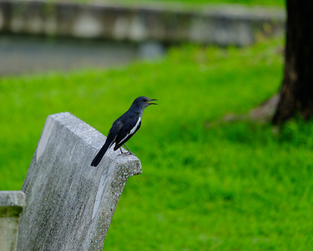 Magpieの写真素材