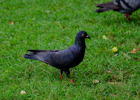 Pigeonの写真素材