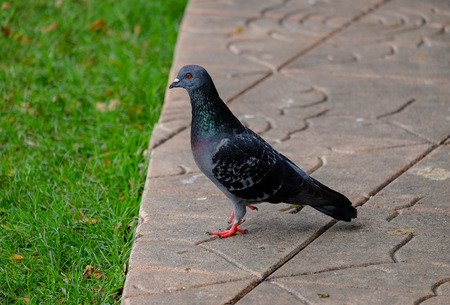 Pigeonの写真素材