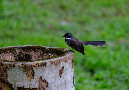 Magpieの写真素材