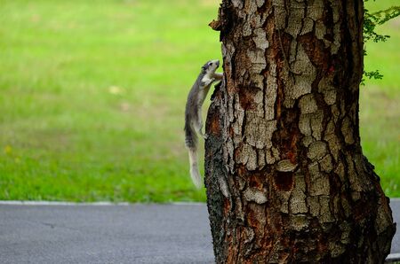 Squirrel in the park.の写真素材