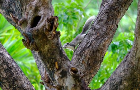 Squirrel in the park.の写真素材