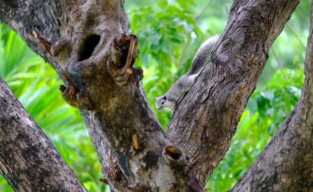 Squirrel in the park.の写真素材