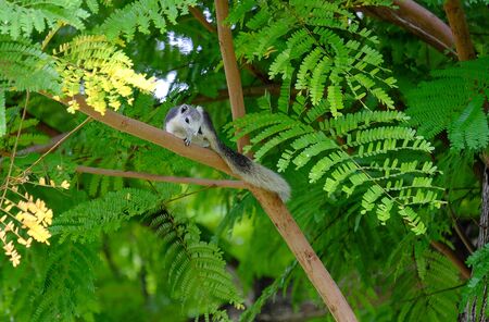 Squirrel in the park.の写真素材