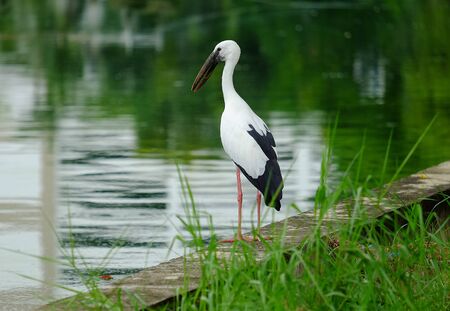 Open-billed stork in the park.の写真素材