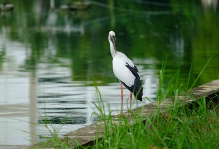 Open-billed stork in the park.の写真素材