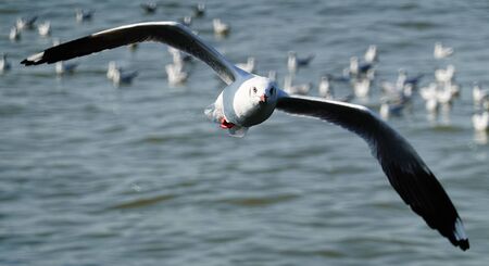 Seagull is flying in the skyの写真素材