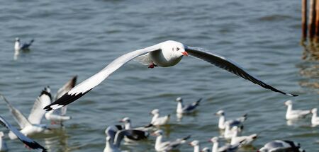 Seagull is flying in the skyの写真素材
