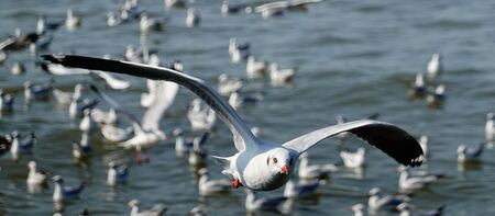 Seagull is flying in the skyの写真素材