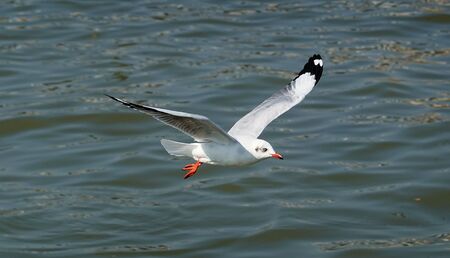 Seagull is flying in the skyの写真素材