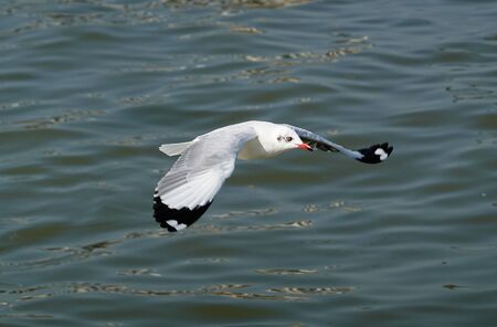 Seagull is flying in the skyの写真素材