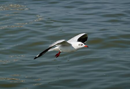 Seagull is flying in the skyの写真素材