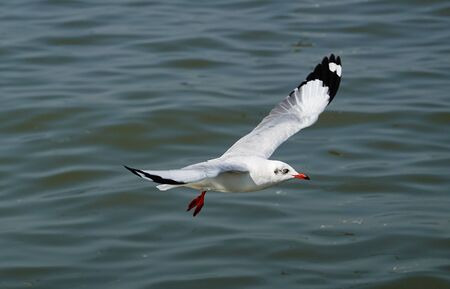 Seagull is flying in the skyの写真素材