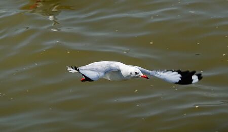 Seagull is flying in the skyの写真素材