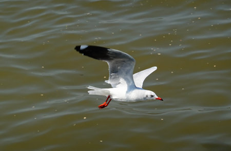 Seagull is flying in the sky