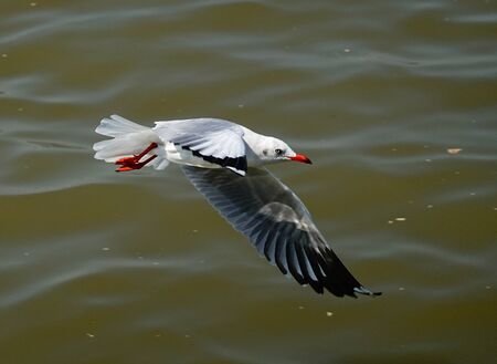 Seagull is flying in the skyの写真素材