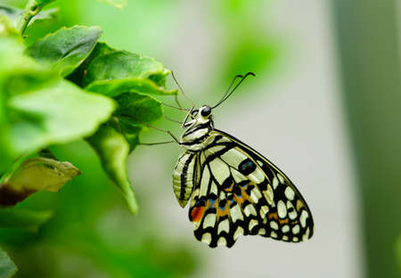 Butterfly on  leaves in  the park, Bangkok, Thailand.の写真素材