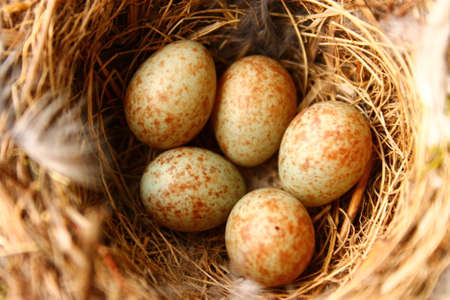 Bird eggs. This is a warm photo from  birds' eggsの写真素材