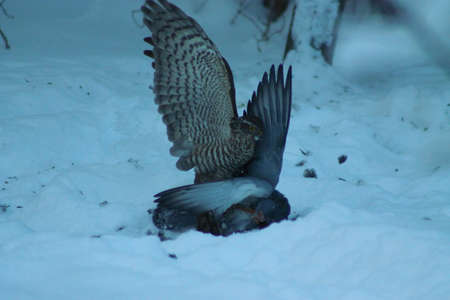 Battle of life and death. This Sparrowhawk has caught a pigeon and tries to kill it for preyの写真素材