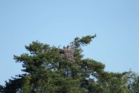 Osprey nest. The Osprey nest and two cubs on top of it.の写真素材