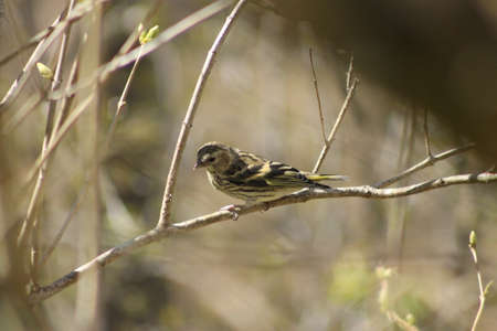Siskin on a tree branch. This Siskin tries to find seeds from the groundの写真素材