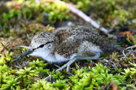 The Common Sandpiper chick. This cute  Common Sandpipers chick has left its nest under mother surveillanceの写真素材