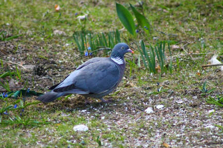 Wood Pigeon eating seeds. This Wood Pigeon eat seeds and enjoy his dinner timeの写真素材