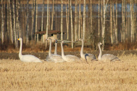 Whooper swan family. This Whooper swan family has gathered on a field to eat grassの写真素材